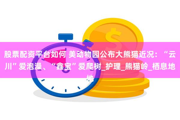 股票配资平台如何 美动物园公布大熊猫近况：“云川”爱泡澡、“鑫宝”爱爬树_护理_熊猫岭_栖息地